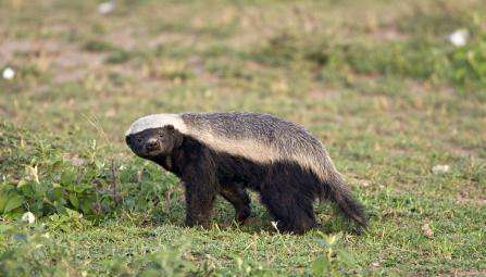 阿里巴巴成立了一家芯片公司，为什么名字叫做“平头哥”？