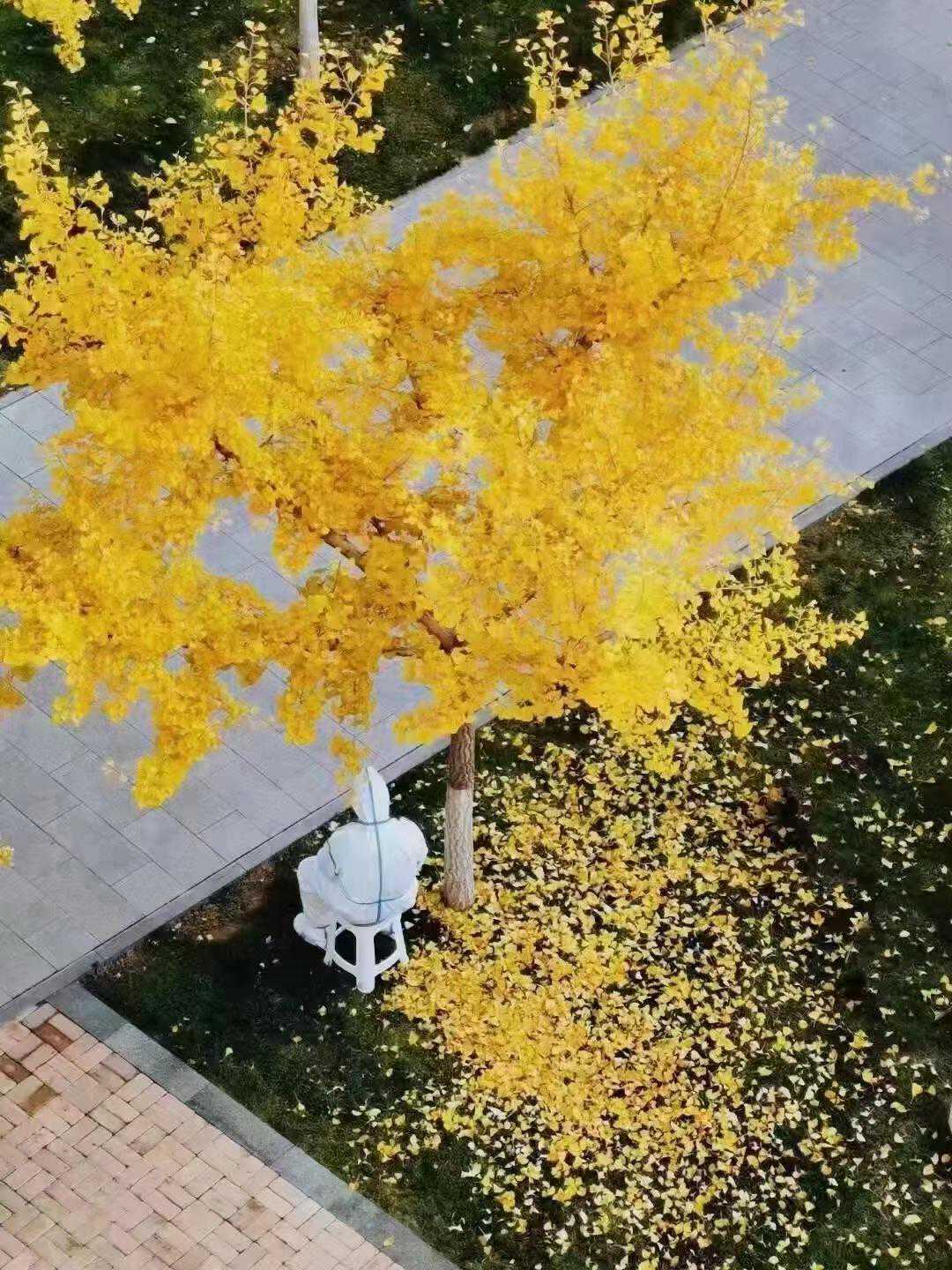 金秋叶落，“天使”在人间