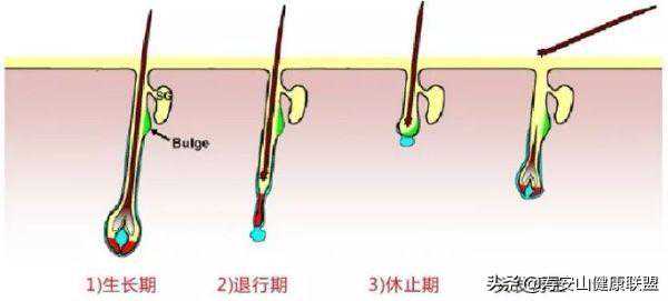 头发的生长周期你知道么