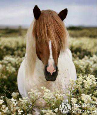 头发，你给我站住，再掉开枪啦！如何“防脱发”