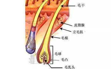 扎紧马尾是加速头发生长？还是“拔苗助长”？