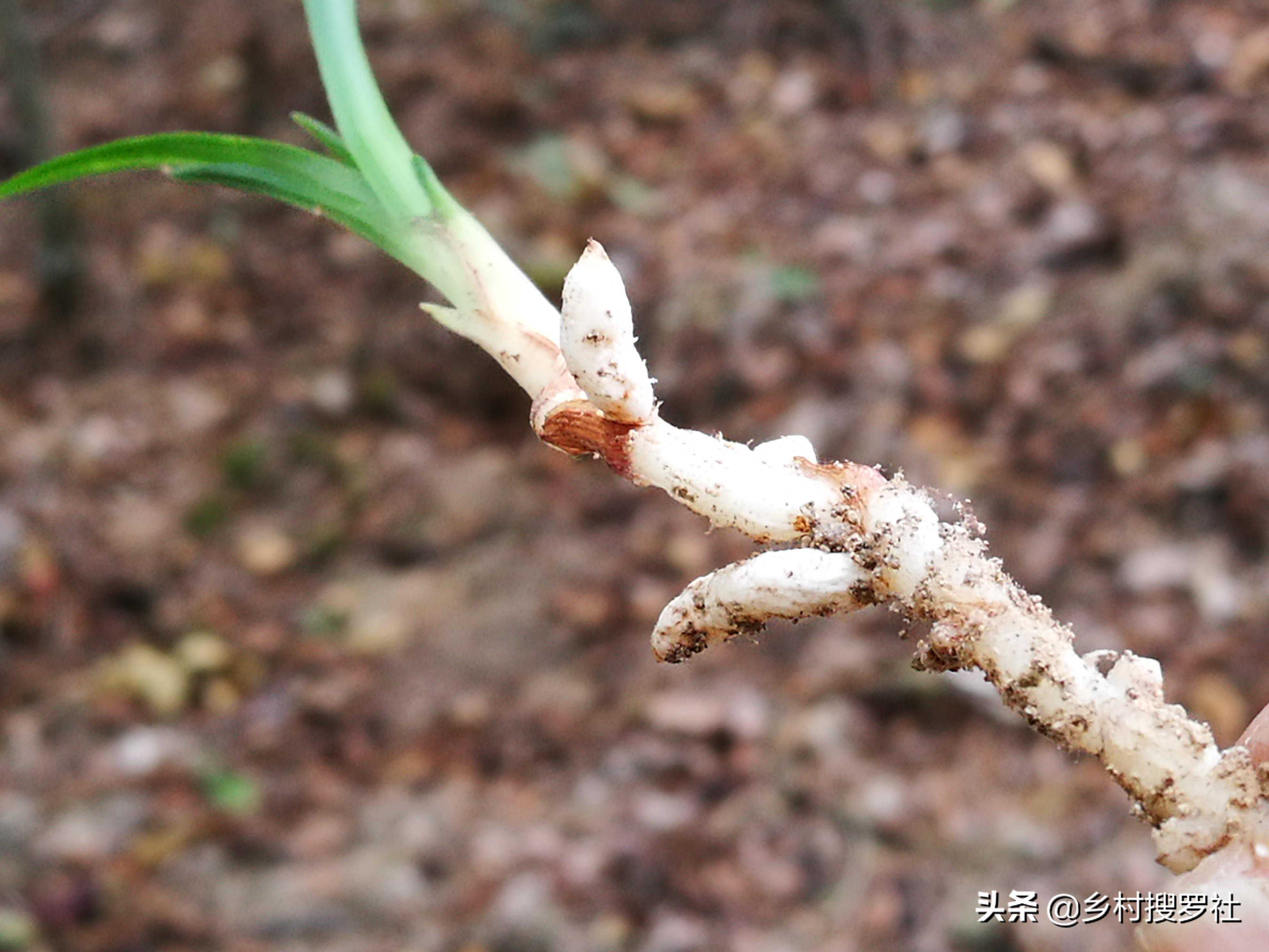 兰花老芦头发了新芽，却没有新根，能养活吗