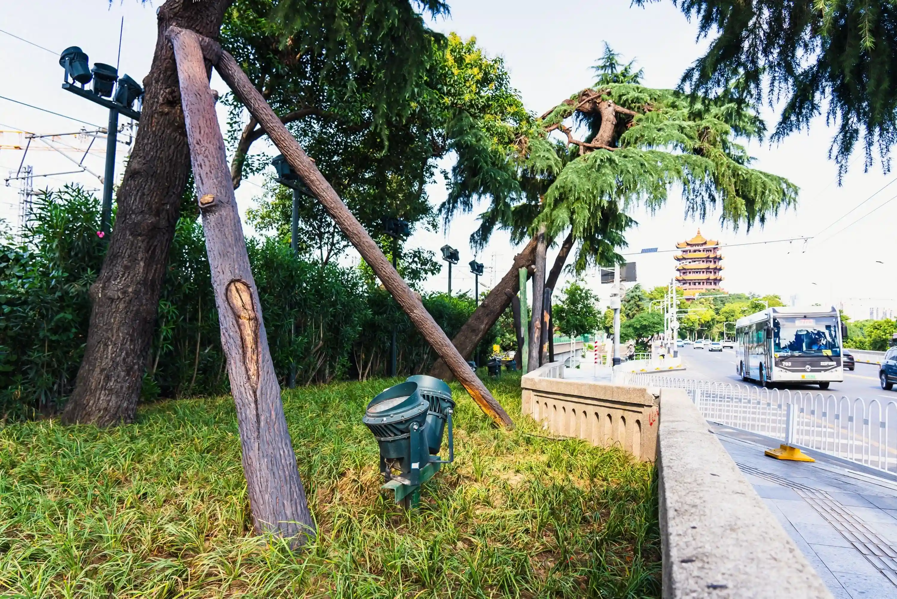 又美又壮！长江大桥桥头雪松做“美容”