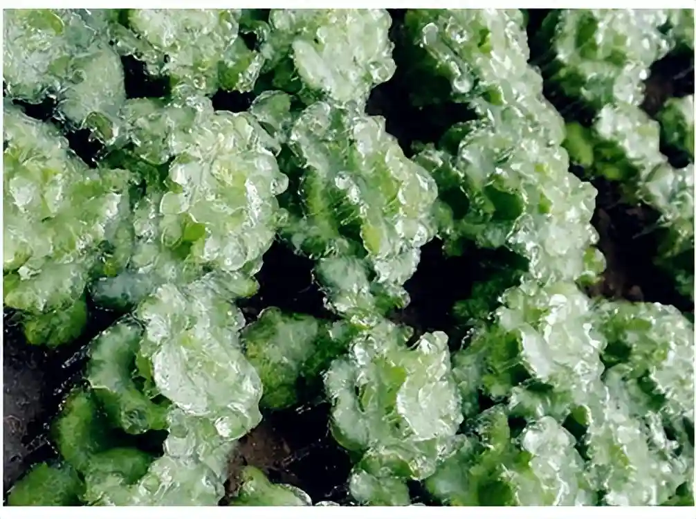 国外被当成肥皂用，日本人用来美容，引进我国成为贵族菜10元1斤